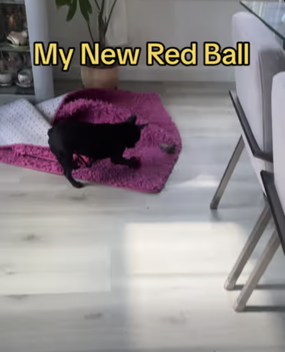 Little Pup - Big Moves | Cuteness Overload !!!